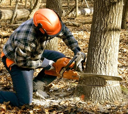 Tree Removal in Samaria, MI